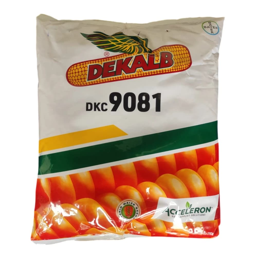 Bayer DEKALB 9081 F1 Hybrid Maize Seeds, Rabi Season Variety For All Regions - Image 1
