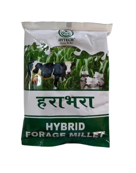HYTECH Harabhara Hybrid Forage Millet Seeds Multi Cut - Image 1