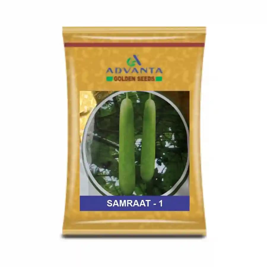 Advanta F1 Hybrid Samraat 1 Bottle Gourd Seeds, Cylindrically Uniform Shaped - Image 1