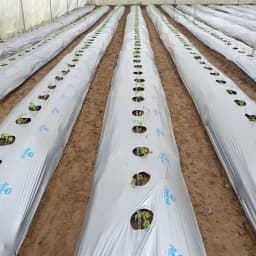 Global Polyplast Mulch Film, Mulching Sheet (1 Meter width x 400 Meters length) 1