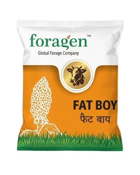 Foragen Fat Boy Hybrid Fodder Sorghum Seeds - Image 1