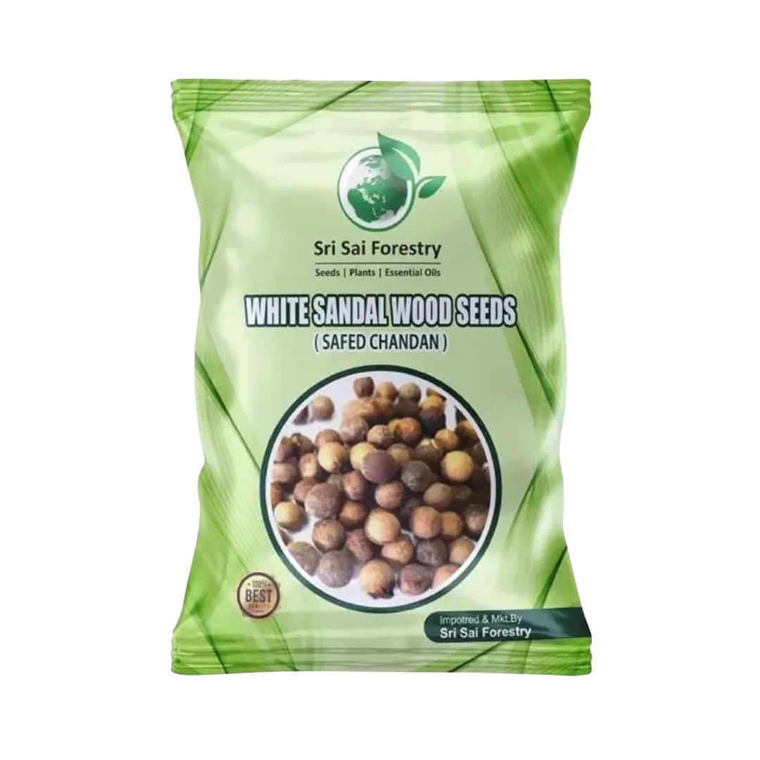 Sri Sai Forestry Safed Chandan Plant Tree Seeds, White Sandalwood Tree Seeds - Image 1