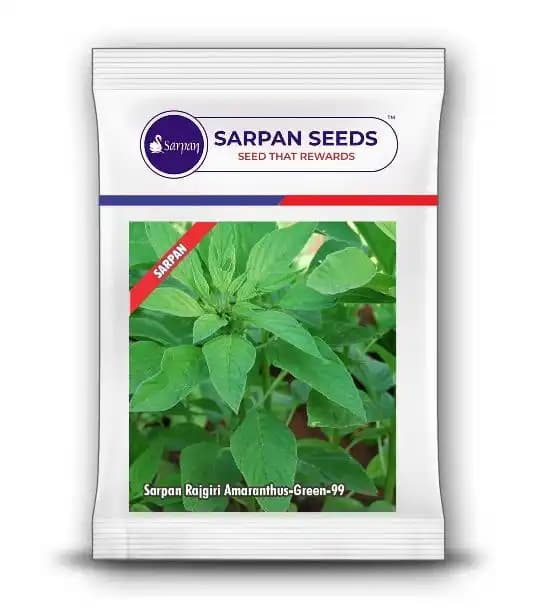 Sarpan Rajgiri Amaranthus Green 99 (Multicut Variety), Green Medium Size Leaf - Image 1