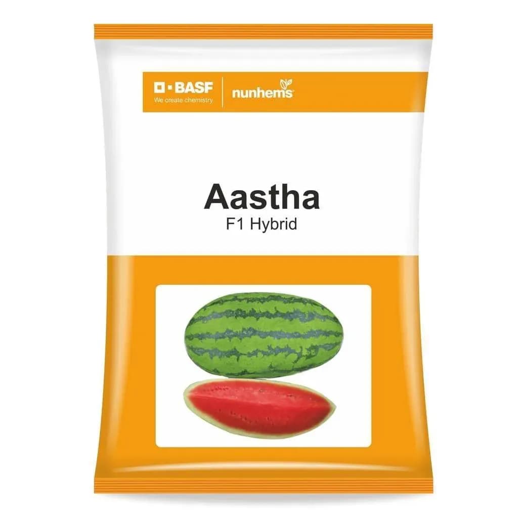 BASF Nunhems Aastha F1 Hybrid Watermelon Seeds, Attractive Jubilee Elliptical - Image 1