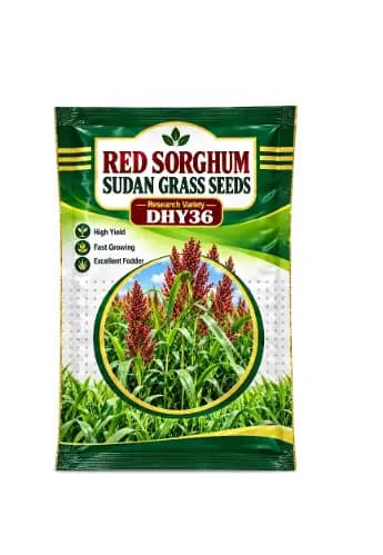S.K. International Red Sorghum Sudan Grass Seeds DHY36 High Yield Multicut Fodder - Image 1