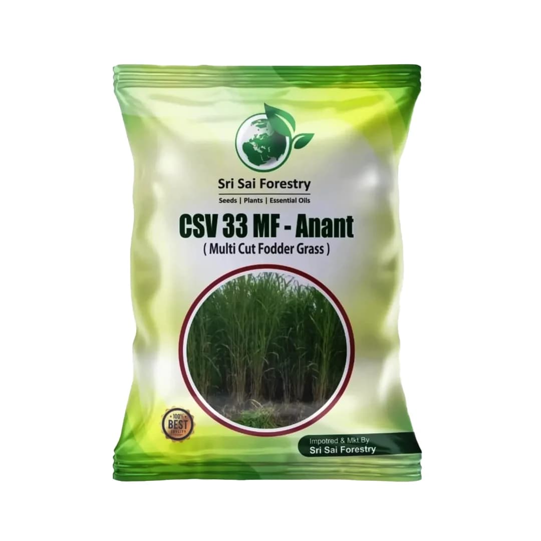 CSV 33 MF-Anant - Multicut Fodder Grass - Image 1