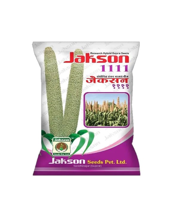 JAKSON 1111 Research Hybrid Bajra Seeds High Yield Pearl Millet Seeds Kharif Crop
