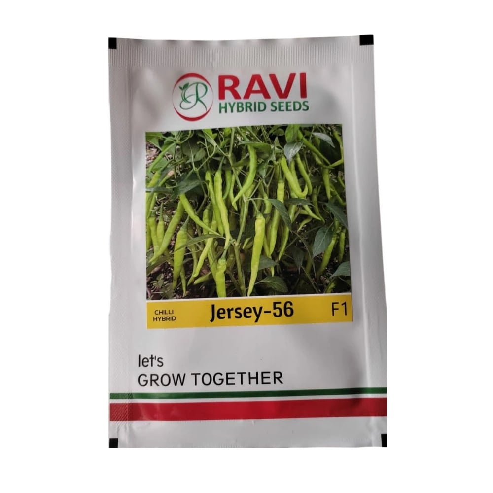 Ravi Jersey-56 Chilli Seeds - Mirchi Seeds