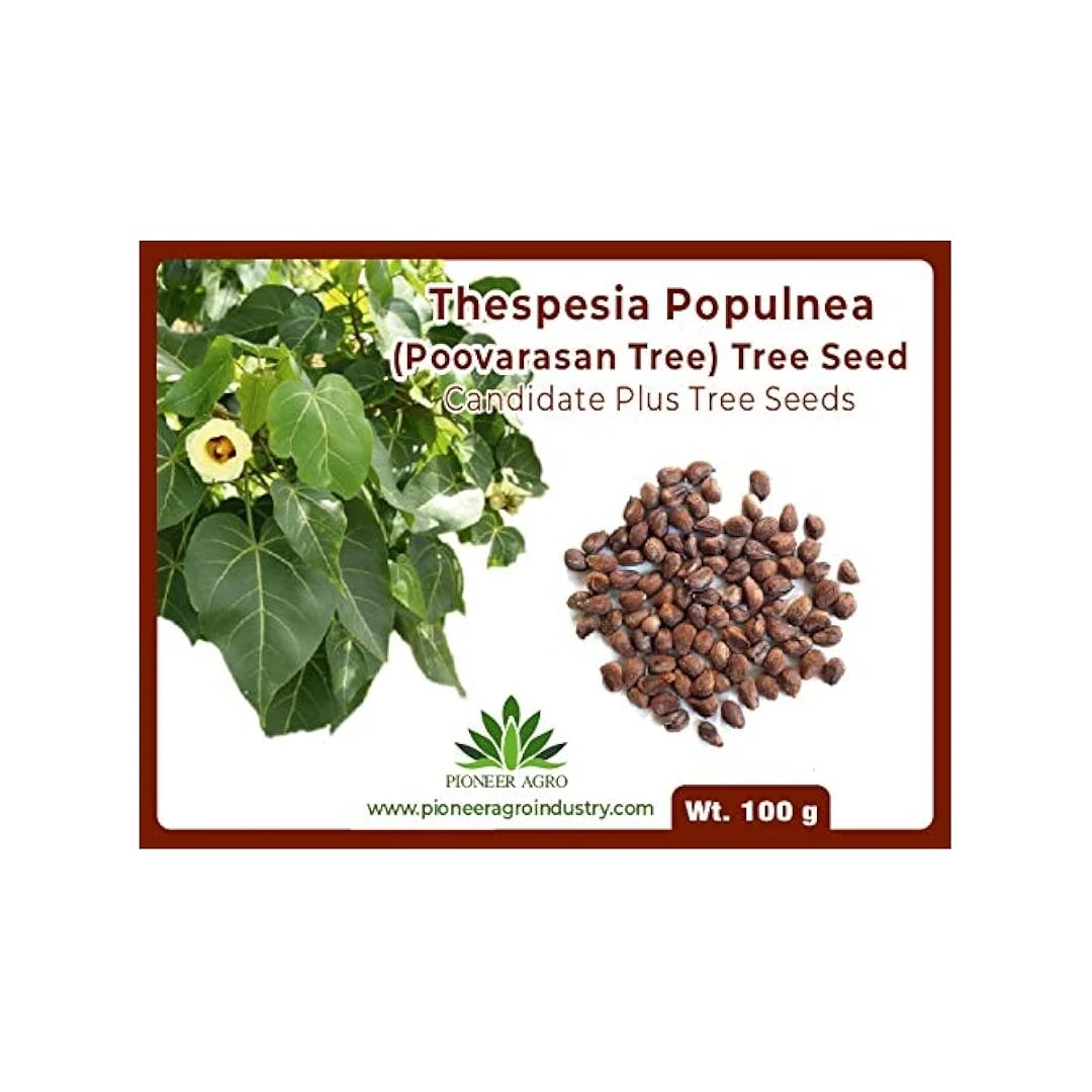 Thespesia Populnea (Poovarasan Tree) Tree Seed, Apple Shaped Fruit         