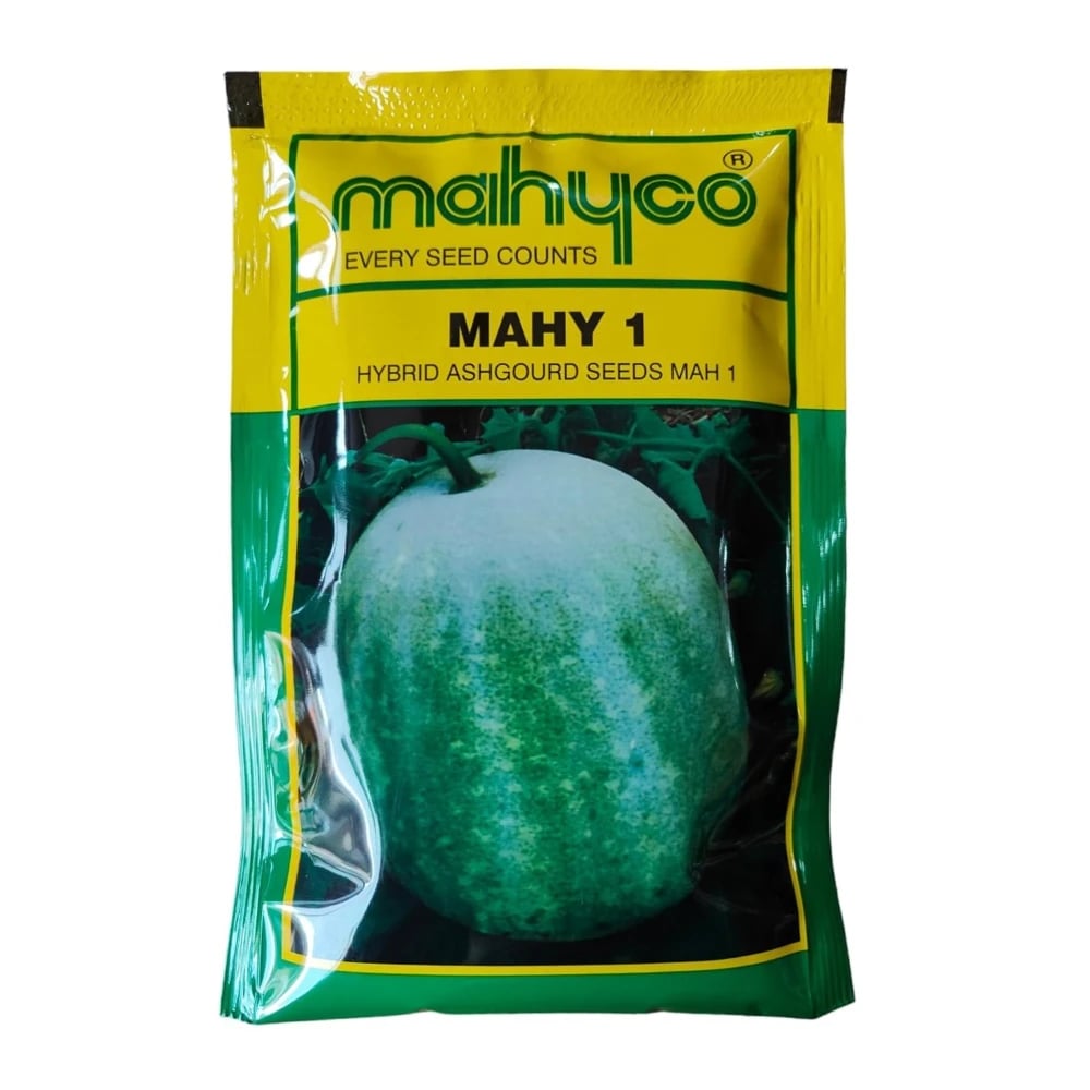 Mahyco MAHY 1 F1 Hybrid Ash Gourd Seeds, Oblong White Fruit Variety