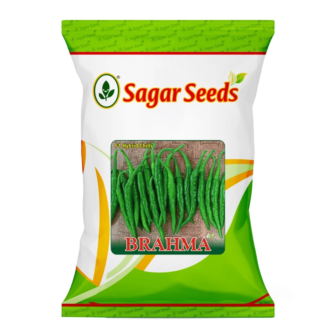 Sagar Brahma F1 Chilli Hybrid Seeds, Shiny Green, High Fruiting, Vigorous Plant, Pest Resistant