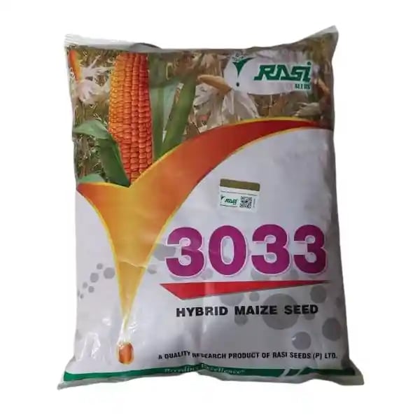 Rasi 3033 Maize Seeds - (Makka Seeds) Uniform Cobs, Good Tip Filling And Bright Orange Color