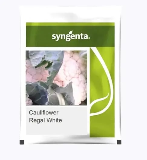 Syngenta CFL Regal White Cauliflower Hybrid Seeds