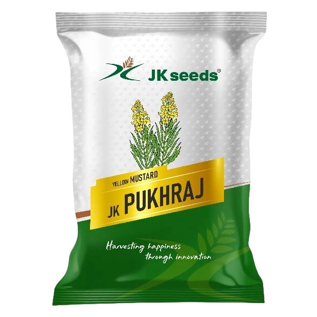 JK PUKHRAJ Yellow Mustard Seeds, Thick Shiny Grains And High Oil Content Variety