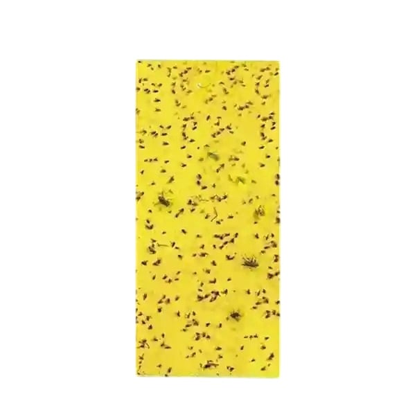 Katyayani Yellow Sticky Traps, Effective Solution For Controlling Flying Pests (30 cm x 12 cm)