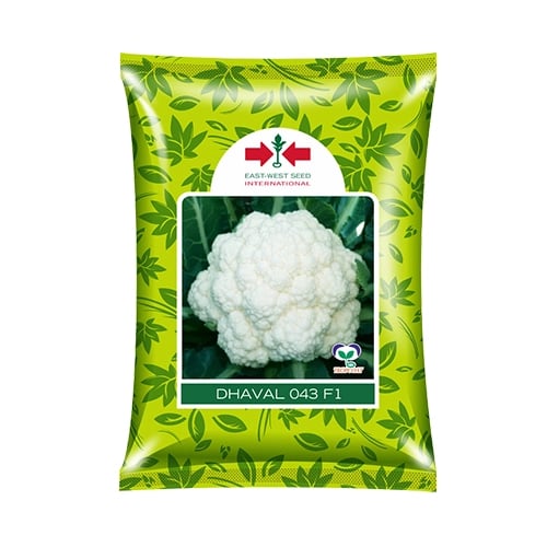 East West Dhaval 043 F1 Cauliflower Seeds - Gobhi Seeds
