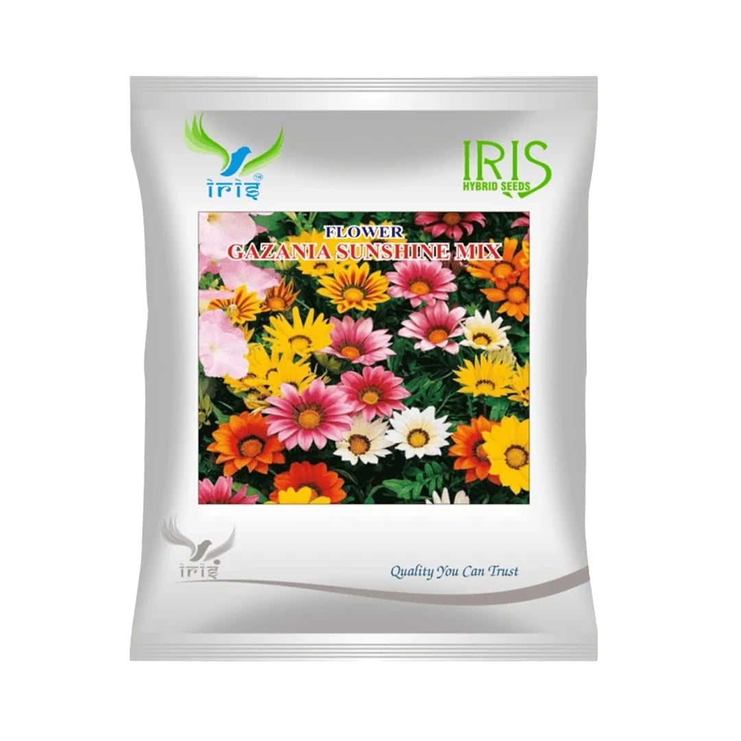 Iris Gazania Sunshine Mix Hybrid OP Flower Seeds, Mix Flower Colour, Best For Outdoor Garden