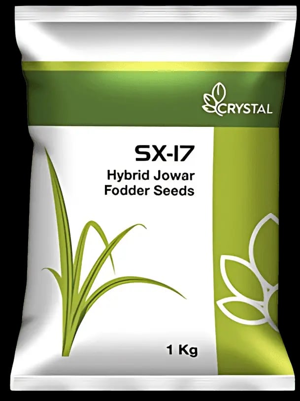 Crystal SX-17 Hybrid Jowar Seeds (Fodder Seeds)