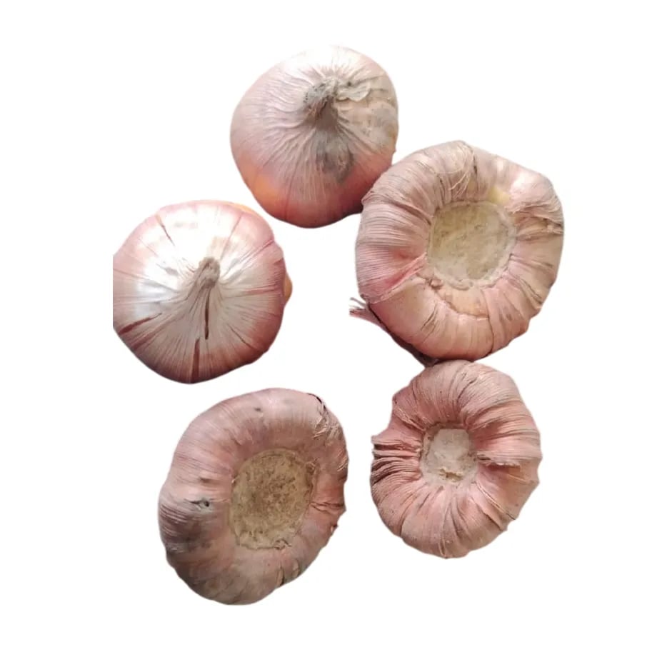 VR Gladiolus Flower Bulbs, Mixed Colours, Sword Lily, Suitable For Gardens, Pots And Cut Flower (20 Bulbs)