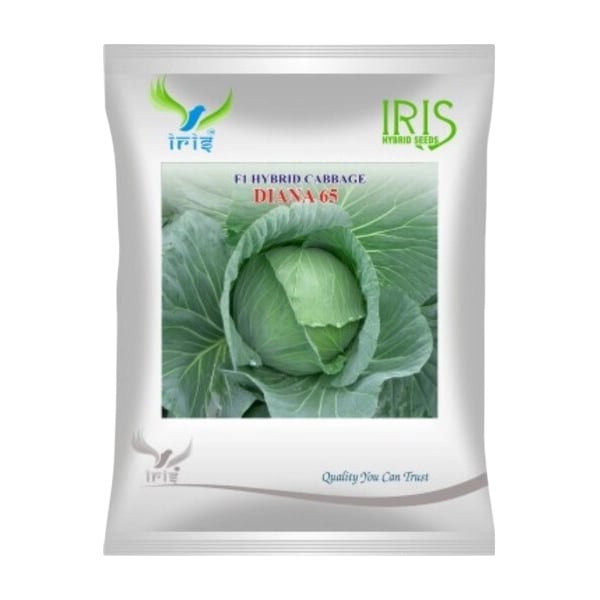 Iris Diana 65 F1 Hybrid Cabbage Seeds, High Yield, Black Rot Tolerant, Excellent Uniformity