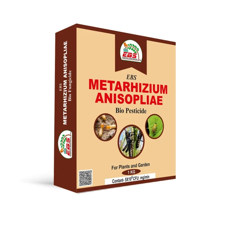 ईबीएस मेटारिज़ियम एनिसोप्लाई, जैव कीटनाशक, सभी प्रकार की फसलों पर रूट वीविल, प्लांट हॉपर, जापानी बीटल, ब्लैक वाइन वीविल को नियंत्रित करने के लिए.