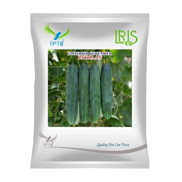 Iris Pathaan F1 Hybrid Cucumber Seeds, Dark Green, High Yield Variety And Uniform Size