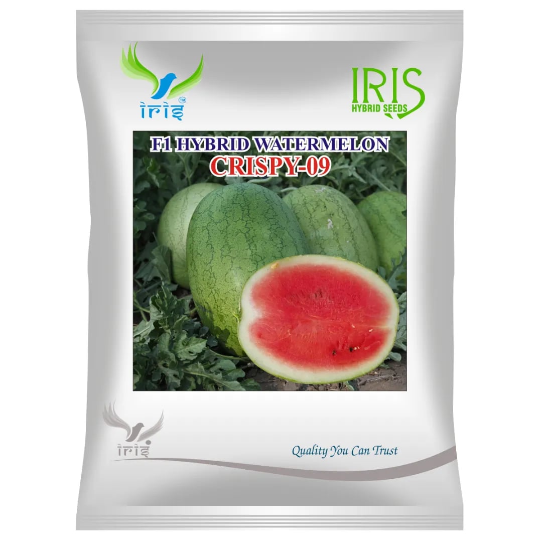 Iris Crispy-09 Watermelon Seeds - (Tarbuj Seeds) Deep Red Color, High Yield Potential