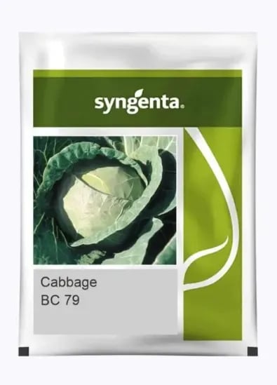 Syngenta BC 79 Hybrid Cabbage Seeds Early Maturity, Round Green Heads