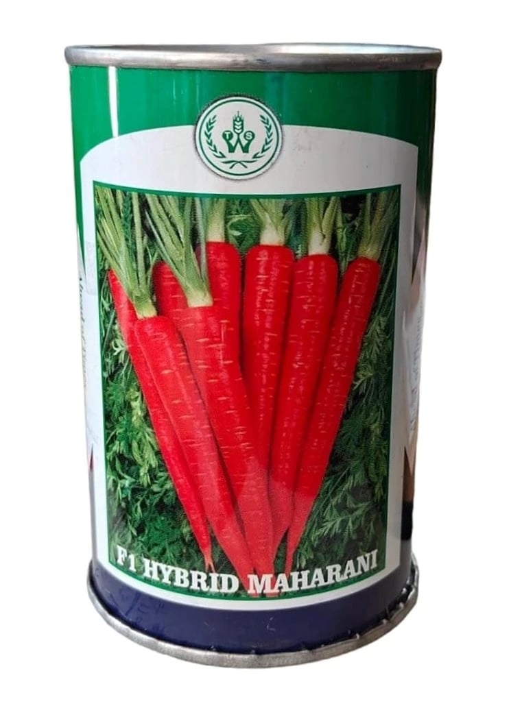 Team Seeds Maharani F1 Hybrid Carrot Seeds, Early and Very High Yielding Variety