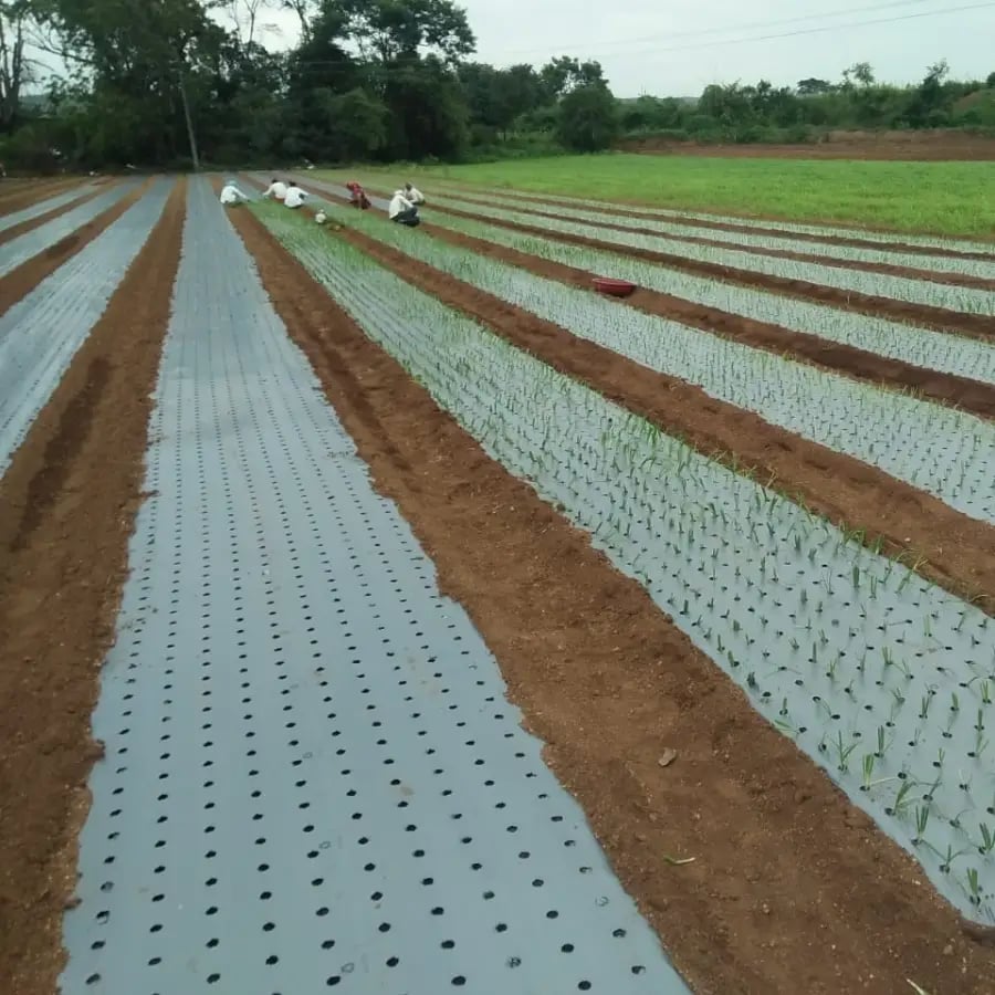 Siddhi with Hole Mulch Film, 25 Micron Black and Silver For Onion, Garlic (1.2 m Width x 400 Meter Length) 4 inch x 4 inch x 10 line 