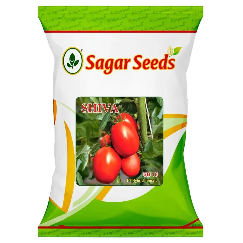 Sagar Shiva Tomato Seeds - (Tamatar Seeds) High Yield, TOCLV Resistance, Glossy Red Fruits (3200 Seeds Pack)