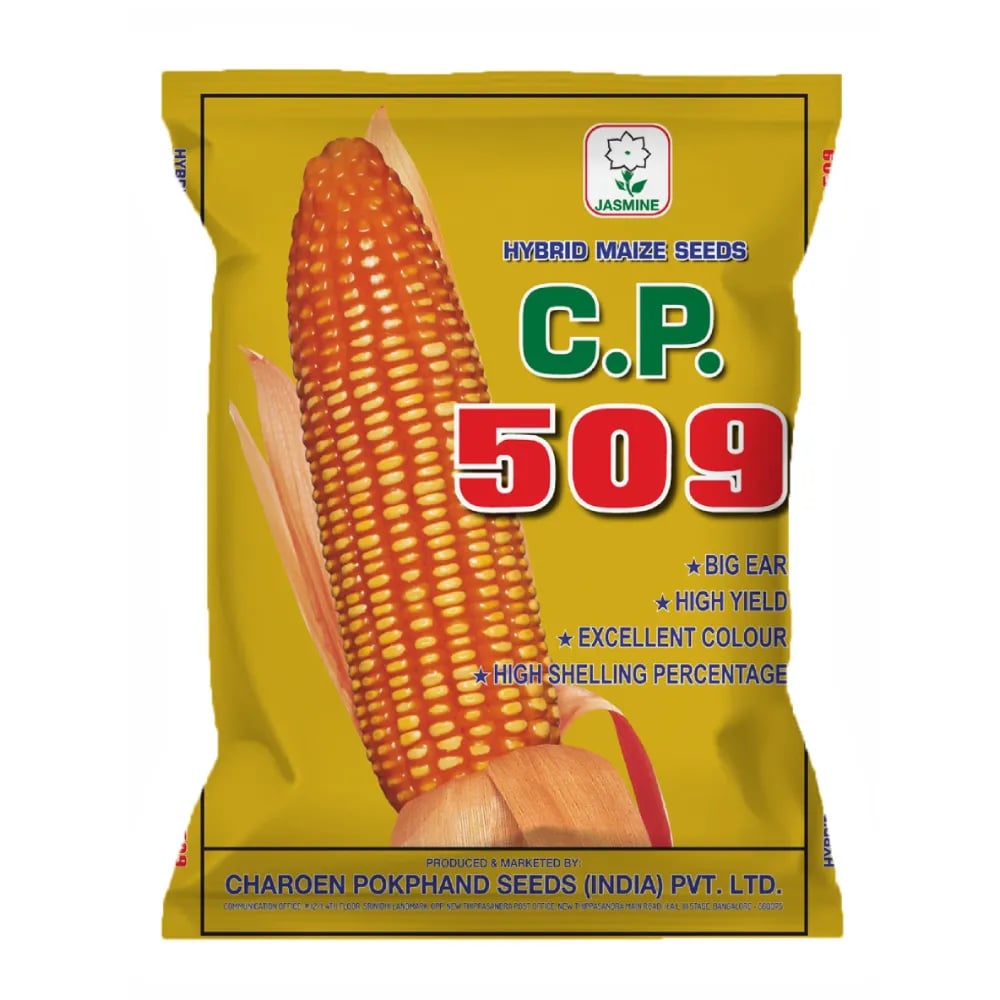 C.P. 509 మొక్కజొన్న విత్తనాలు - అధిక దిగుబడి, FAW నిరోధకత, ఖరీఫ్ & రబీ, వాణిజ్య వ్యవసాయం