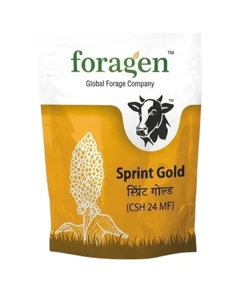 Foragen Sprint Gold (CSH 24 MF) Jowar Seeds - Sorghum Seeds