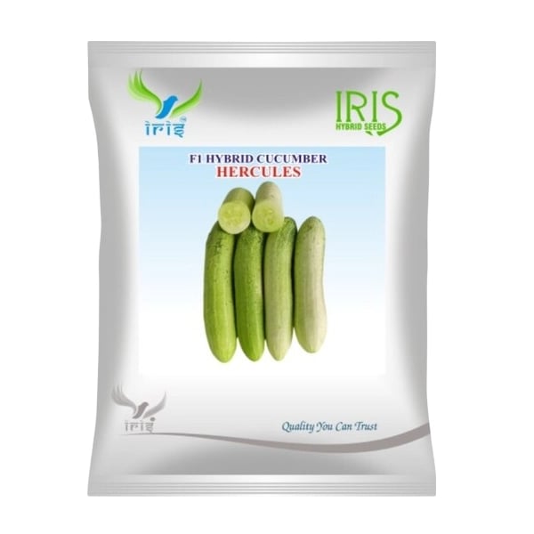 Iris Hercules F1 Hybrid Cucumber Seeds, Vigorous Light Green Variety And High Yield