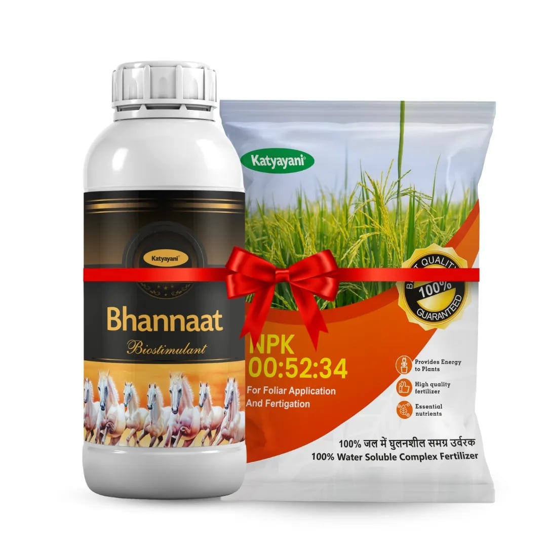 Katyayani Jeera Dana Vikash Combo, Enhanced Flowering And Seed Development (Bhannat 250ml, Npk 00:52:34 1kg)