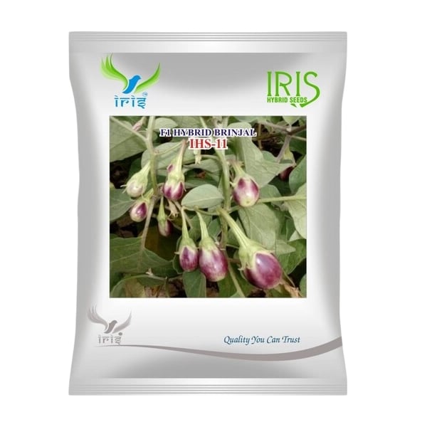 Iris IHS-11 F1 Hybrid Brinjal Seeds, Purple-Green Fruits And Bushy Plants Variety