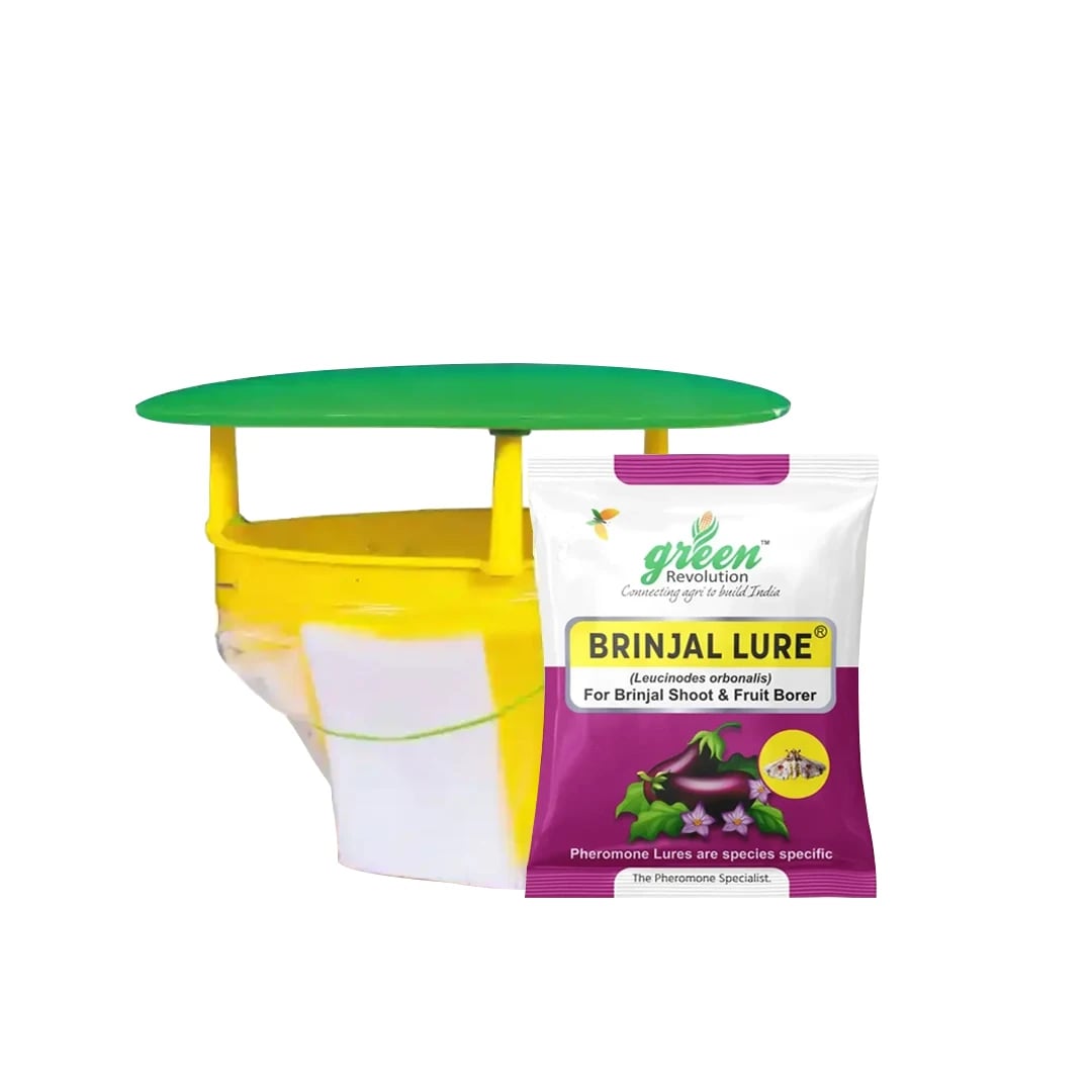 फनल फेरोमोन ट्रैप, ब्रिनजल ल्यूसिन-ओ-ल्यूर (ल्यूसीनोड्स ऑर्बोनालिस) बैंगन फल और तना छेदक कीट के लिए।