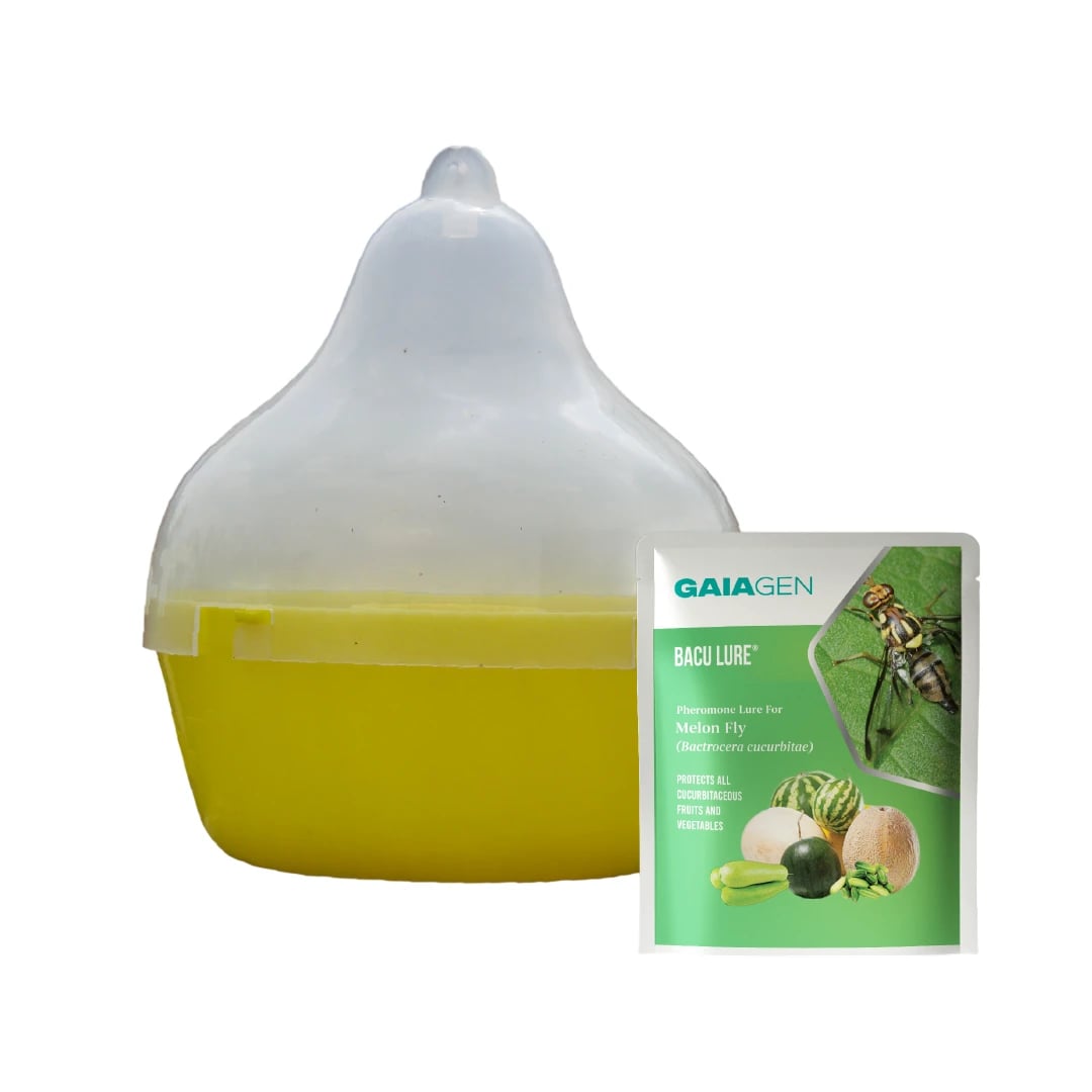 Gaiagen Pheromone Lure For Melon Fly (Bactrocera Cucurbitae) And Insect Fly Trap, IMO Certified.