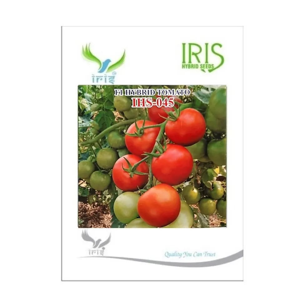 Iris IHS-045 F1 Hybrid Tomato Seeds, Oblate Round, Glossy Red, TYLCV Tolerant Variety