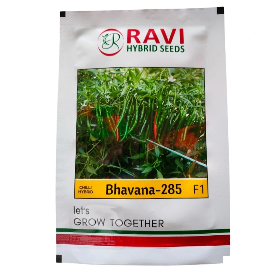 Ravi Bhavna-285 Chilli Seeds - Mirchi Seeds