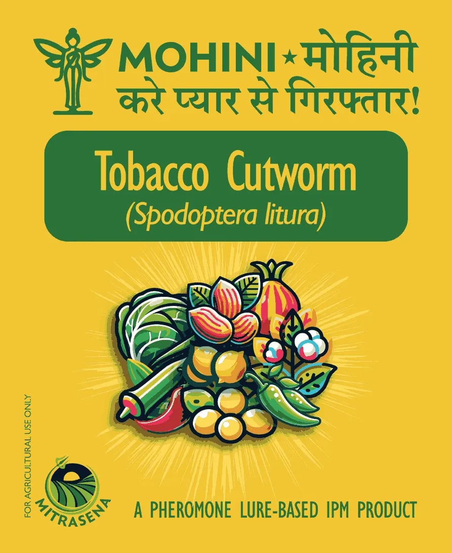 பயோவால் மோஹினி புகையிலை கட்வார்ம் ஃபெரோமோன் கவர்ச்சி, ஸ்போடோப்டெரா லிட்டுரா பல பயிர்களில் கட்டுப்பாடு