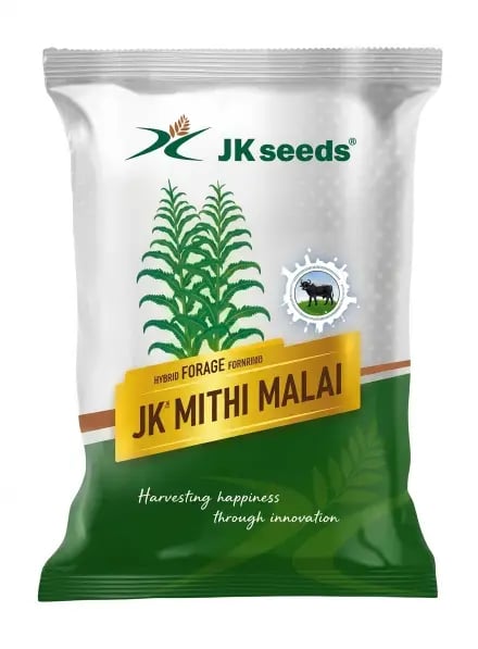 JK Seeds JK Mithi Malai Hybrid Forage Sorghum High Yield Sweet Fodder Seeds