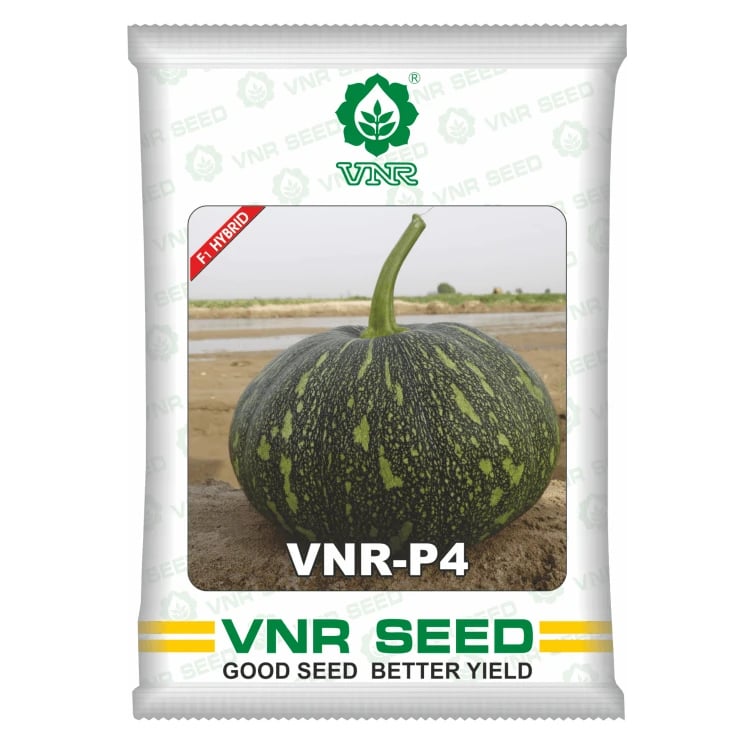 VNR P4 F1 Hybrid Pumpkin Seeds, High Yield, Flat Round Fruits, Flat Round Shape