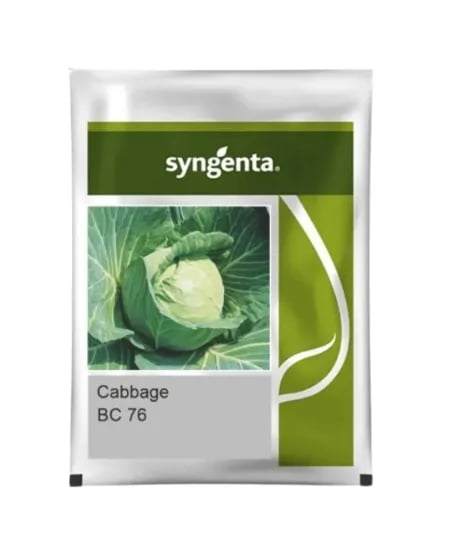Syngenta BC 76 Cabbage Hybrid Seeds