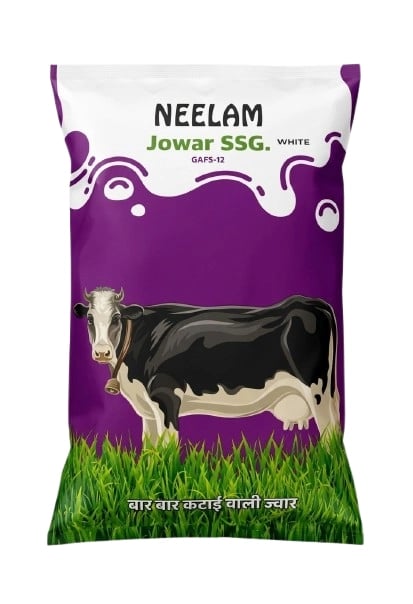 Neelam Jowar Sudan Grass Seeds Sorghum White GAFS-12, Multicut Fodder Seeds