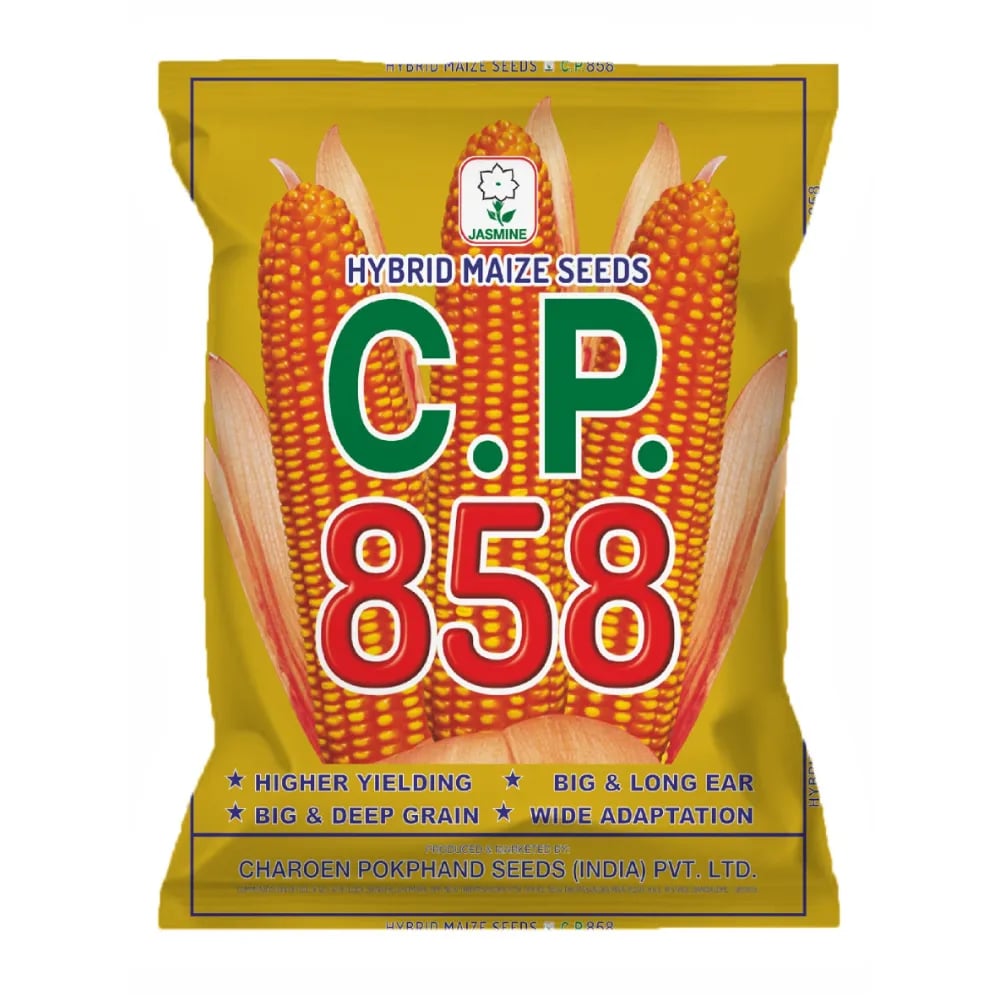 C.P. 858 Maize Seeds - Makka Seeds
