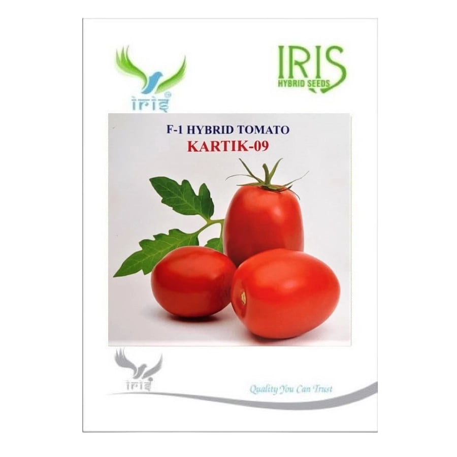 Iris Kartik-09 F1 Hybrid Tomato Seeds, Oval Red Fruit, Semi Determinate, TYLCV Tolerant