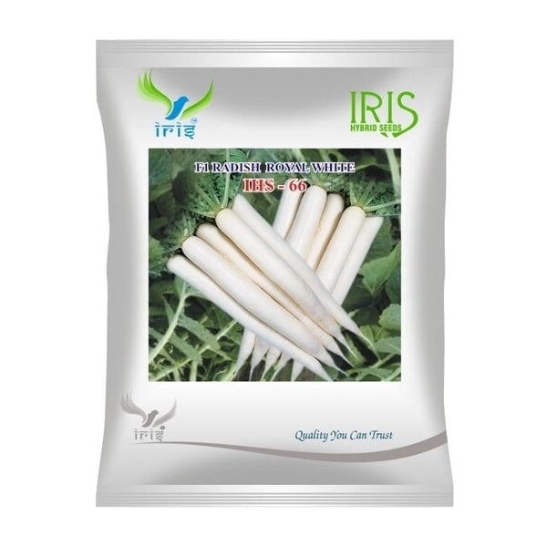 Iris IHS-66 F1 Hybrid Royal White Radish Seeds, Smooth Roots And Long Field Holding
