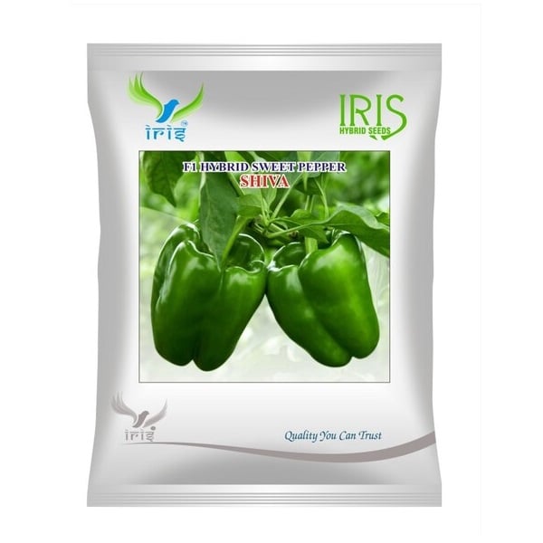 Iris Shiva F1 Hybrid Capsicum Seeds, Thick Flesh, High Yield And Disease Resistant Variety