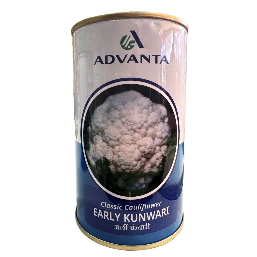 Advanta Early Kunwari Hybrid Cauliflower Seeds, Dome-Shaped Cream Curds, Early Maturity